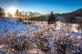 Snowy Trees, The Sun, White Snow and Blue Sky at Gamlehaugen, Bergen, Hordaland, Norway Royalty Free Stock Photo